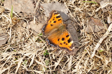 butterfly