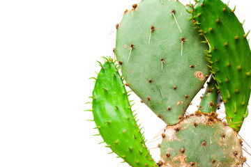 Cactus plant isolated on white background