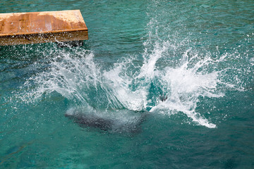 Fototapeta premium Lew morski wskakuje do morza