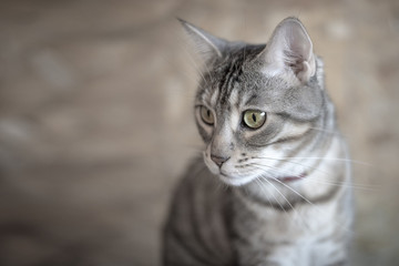 Fototapeta na wymiar Gray cat facing left