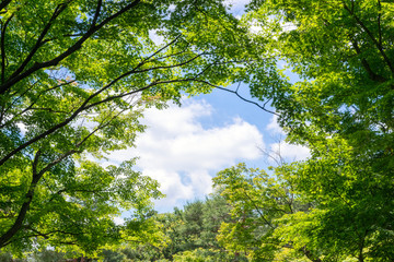 Fototapeta premium 新緑の木々