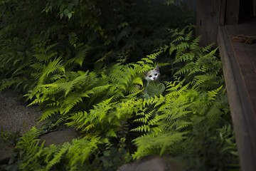 Obraz premium Cute cat in the fern beautiful.