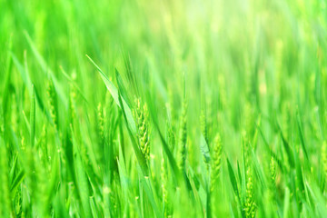 Fototapeta na wymiar Green sprouts of young wheat background.