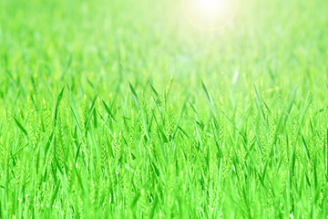 Agriculture background with a green wheat field.