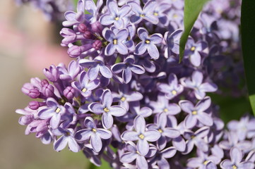 Fototapeta premium flower