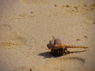 Shell on the beach