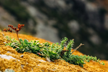 Macro photography of succulents and mosses on the surface of the mountain.