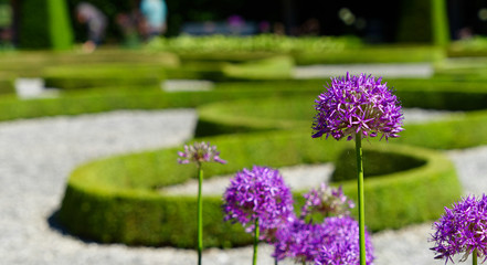 Purple ornamental garlic (Allium hollandicum) with low depth of field in front of a baroque garden