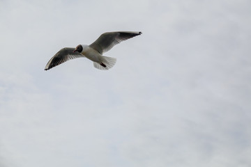 Gull glide at cloudy sky