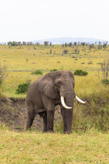 Fototapeta premium Landscape with an elephant. Masai Mara, Kenya
