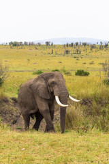 Fototapeta na wymiar Landscape with an elephant in the foreground. Masai Mara, Kenya