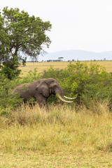 Portrait of african  elephant in the bush. Masai Mara, Kenya