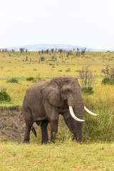Fototapeta na wymiar Portrait of a huge elephant in the bush. Masai Mara, Kenya
