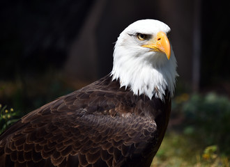 Eagle white head