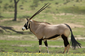 The gemsbok or gemsbuck (Oryx gazella) is standing in the blossom savanna with yellow flowers and...