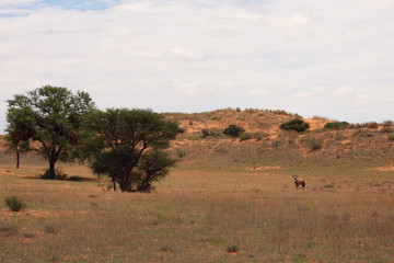 The gemsbok or gemsbuck (Oryx gazella) standing in the middle of desert with red dunes in background. Typical landscape in Kalahari desert.