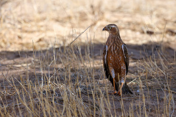 The (southern) pale chanting goshawk (Melierax canorus) standing in the grass.