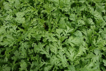 畑の春菊の葉クローズアップ