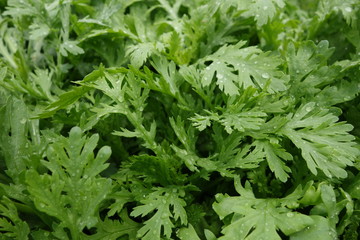 畑の春菊の葉クローズアップ