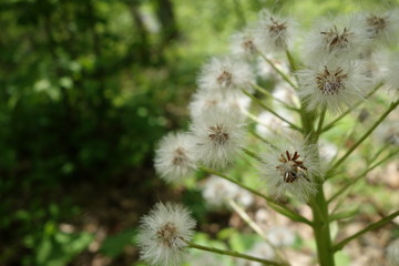 フキの花の綿毛