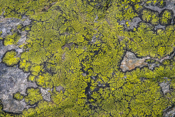 Green and black moss background. Stone colorful texture with musk. Natural pattern on the stones. Closeup of a rock with plant formation. Mildew on mountain rocks like a graphic decoration.