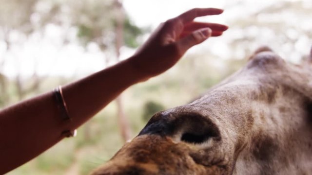 Giraff center in Nairobi / Africa wildlife