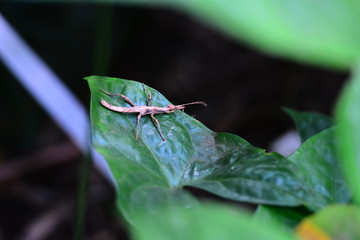 Insect on a green leaf. Close up.
