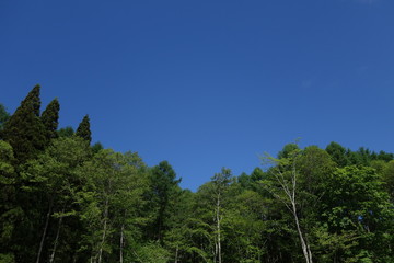 Obraz premium 森林と青空
