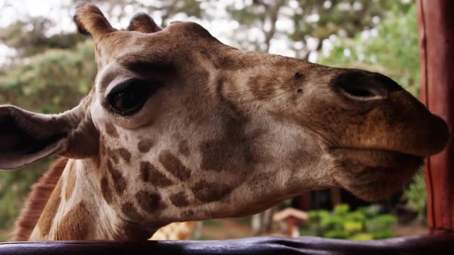 Giraff center in Nairobi / Africa wildlife