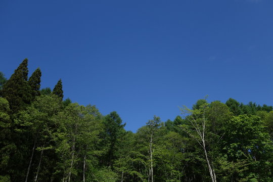森林と青空 © Ryoko Fujiwara