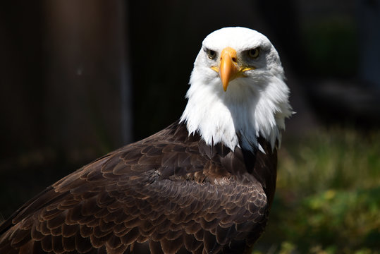 Aguila calva americana
