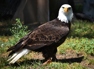 aguila de cabeza blanca americana