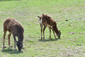 animal love of mouflon  mother with little lamb grazing the grass