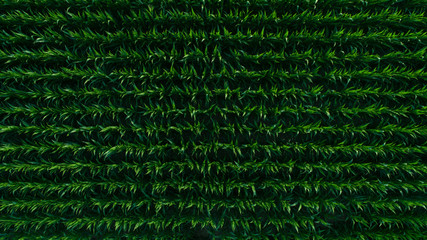 Cornfield