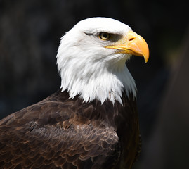 AGUILA