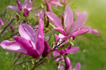 Magnolia in spring garden macro shot.