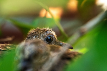 Baby mourning doves!