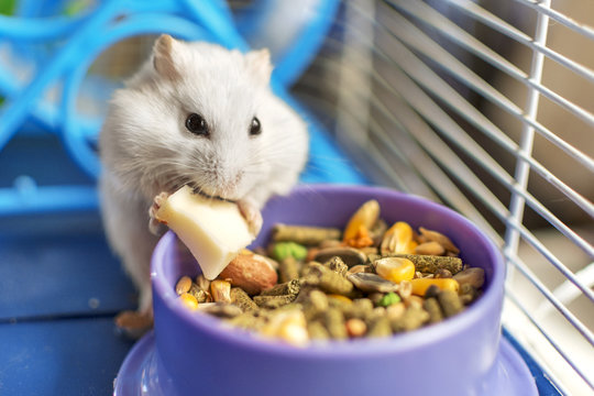 A hamster eating inside his cage.