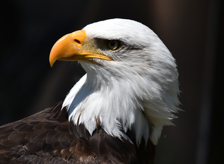 aguila de cabeza blanca americana