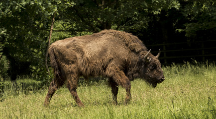 Wisent grazing in a meadow. Karlsruhe, Baden Wuerttemberg, Germany