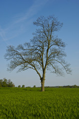 Fototapeta na wymiar vert arbre environnement bio