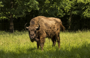 Wisent grazing in a meadow. Karlsruhe, Baden Wuerttemberg, Germany