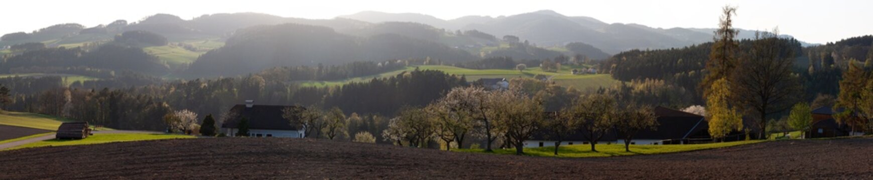 Cherry trees in fields and hills in Neumark im Muehlkreis, Austria