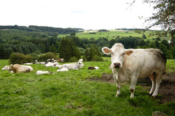 betail vache bovin lait viande elevage