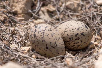 Haematopus ostralegus, Eurasian Oystercatcher. Two Eggs and nest.