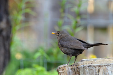 Amsel im Sommer
