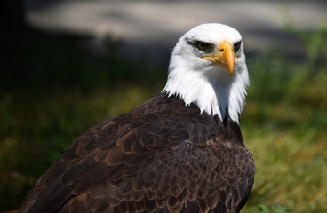 aguila calva