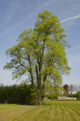 Obraz premium arbre nature remarquable chene