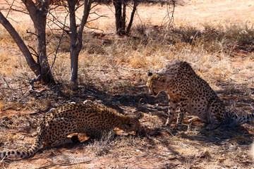 Leoparden in der Wildnis von Afrika