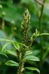 Rosenknospen mit grünen Blattläusen